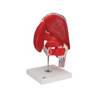 Hip joint (Seven pieces) Hip joint (Seven pieces)